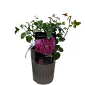 Floribunda ruža Magic Aroma ® v kvetináči 3L