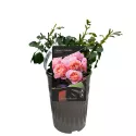 Floribunda ruža Trendy Fashion ® v kvetináči 3L