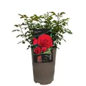 Floribunda ruža Tara Reka ® v kvetináči 3L