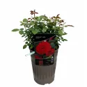 Floribunda ruža Carmine Vaza ® v kvetináči 3L
