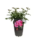 Floribunda ruža Pink Vaza ® v kvetináči 3L