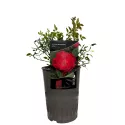 Ruže floribunda Little Buckaroo ® v kvetináči 3L