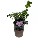 Ruže floribunda Pink Ruf ® v kvetináči 3L