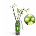 Čajová ruža Green