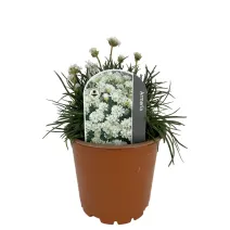 Biela trávnička Armada Alba (Armeria maritima)