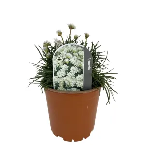 Biela trávnička Armada Alba (Armeria maritima)