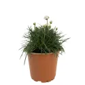 Biela trávnička Armada Alba (Armeria maritima)