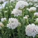 Biela trávnička Armada Alba (Armeria maritima)