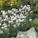 Biela trávnička Armada Alba (Armeria maritima)