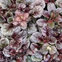 Mahagónový zbehovec Mahagony (Ajuga)