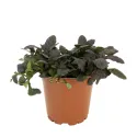 Mahagónový zbehovec Mahagony (Ajuga)