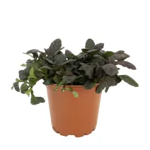 Mahagónový zbehovec Mahagony (Ajuga)