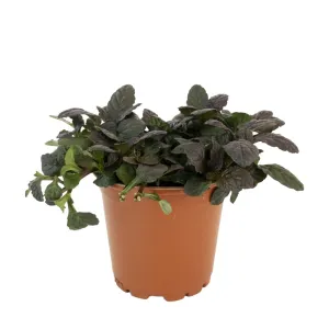Mahagónový zbehovec Mahagony (Ajuga)
