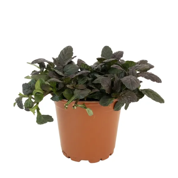 Mahagónový zbehovec Mahagony (Ajuga)
