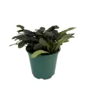 Zbehovec Midnight Mistery (Ajuga)