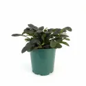 Zbehovec Midnight Mistery (Ajuga)