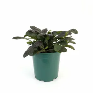 Zbehovec Midnight Mistery (Ajuga)
