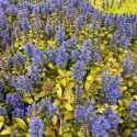 Pestrá zbehovec Petite Parakeet (Ajuga)