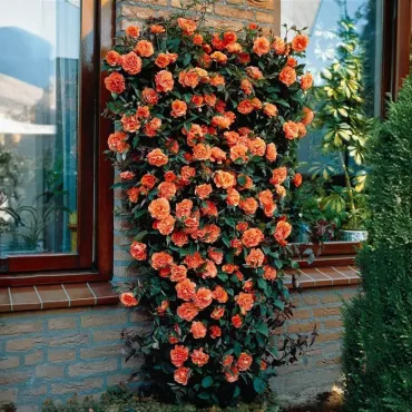Lezecká ruža Orange