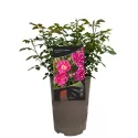 Miniatúrna ruža Graciously Pink ® v kvetináči 3L