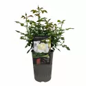 Floribunda ruža Kronprinsesse Mary ® v kvetináči 3L