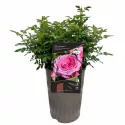 Floribunda ruža Berleburg ® v kvetináči 3L