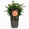 Floribunda ruža Marie Curie ® v kvetináči 3L