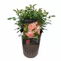 Floribunda ruža Pink Meilove ® v kvetináči 3L