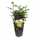 Floribunda ruža White Meilove ® v kvetináči 3L