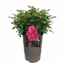 Floribunda ruža Dolce ® v kvetináči 3L