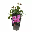Floribunda ruža Renée van Wegberg ® v kvetináči 3L