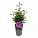 Floribunda ruža Adore Aroma ® v kvetináči 3L