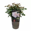 Floribunda ruža Natural Aroma ® v kvetináči 3L