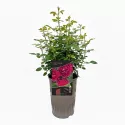 Floribunda ruža Pure Aroma ® v kvetináči 3L