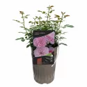 Floribunda ruža Unique Aroma ® v kvetináči 3L