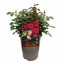Čajohybridná ruža André Rieu ® v kvetináči 3L