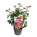 Čajohybridná ruža Exotic Mella ® v kvetináči 3L