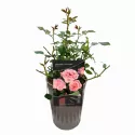 Floribunda ruža Perfume Fashion ® v kvetináči 3L