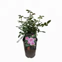 Floribunda ruža Marija Frayla ® v kvetináči 3L
