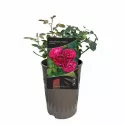 Floribunda ruža Konstantina Freska ® v kvetináči 3L
