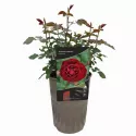 Floribunda ruža Morava Reka ® v kvetináči 3L