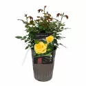 Ruže nízke Flower Power Gold ® v kvetináči 3L