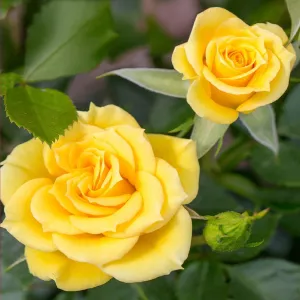 Ruže nízke Flower Power Gold ® v kvetináči 3L