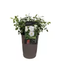 Ruže nízke White Cover ® v kvetináči 3L