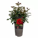 Floribunda ruža Europeana v kvetináči 3L