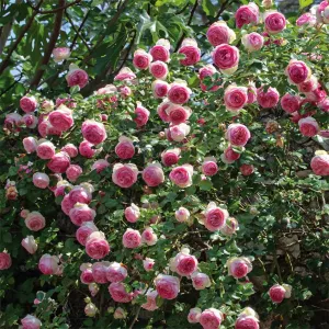 Ruže popínavé Eden Rose ® v kvetináči 3L