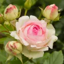Ruže popínavé Eden Rose ® v kvetináči 3L
