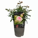 Ruže popínavé Eden Rose ® v kvetináči 3L