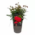 Ruže floribunda Red Wanderer ® v kvetináči 3L
