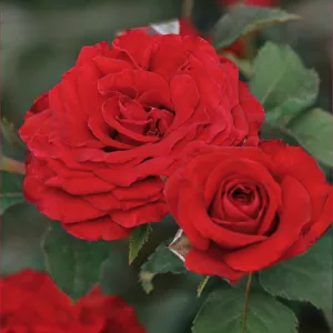 Ruže floribunda Red Wanderer ® v kvetináči 3L